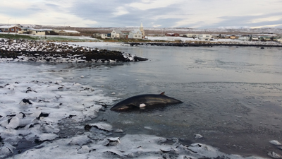 Hvalreki á Þórshöfn