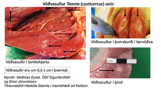 Vövðasullur