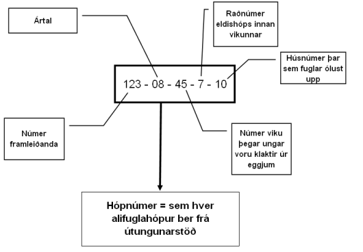 Merking alifugla